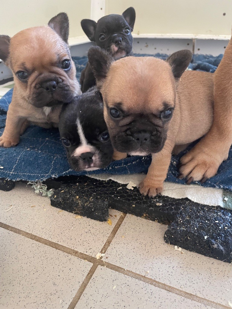 Du Fort De Circé - Chiot disponible  - Bouledogue français